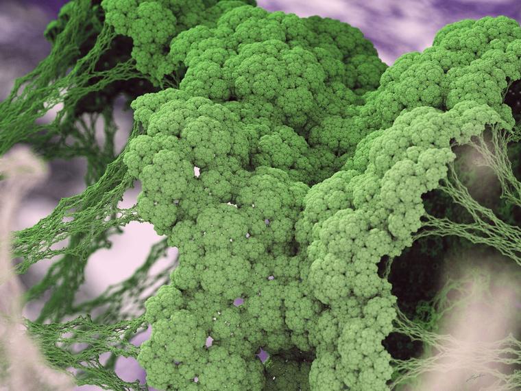 La fractale du brocoli